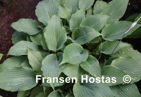 Hosta Fall Bouquet